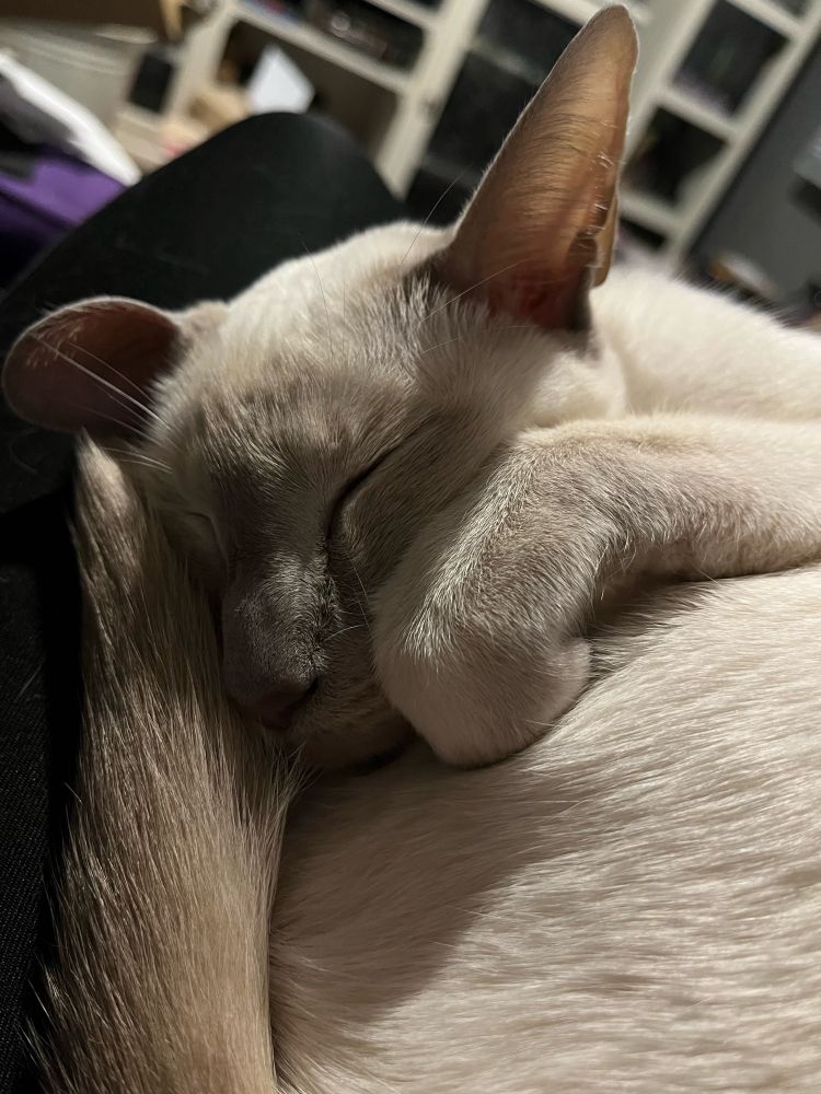 Sleeping lilac point Siamese cat with paws tucked up by his grey face in a very cute pose. Grey ears are at a cute angle too.