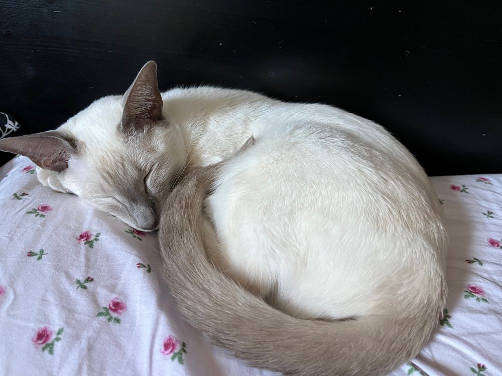 Lilac point Siamese cat (cream with blue/grey points) curled up on pillow pretending to be fast asleep
