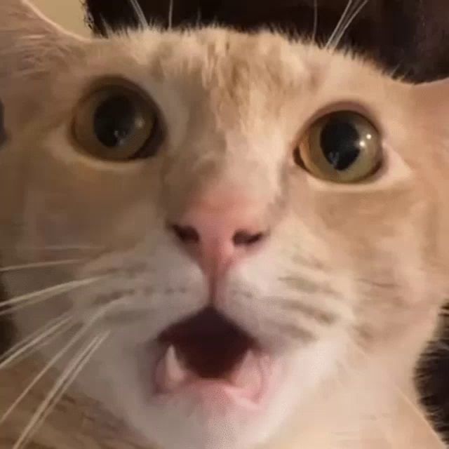 a close up of a cat with its mouth open