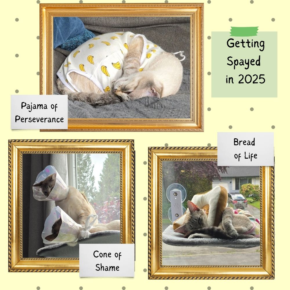 Photos of kittens in gold picture frames. Title is Getting Spayed in 2025. One photo shows kitten wearing medical cone with a subtitle Cone of Shame. Second photo show kitten with a bread shaped pillow around it's neck with subtitle bread of life. And last shows kitten curled up in a pajama with banana prints on it and a subtitle pajama of perseverance. 