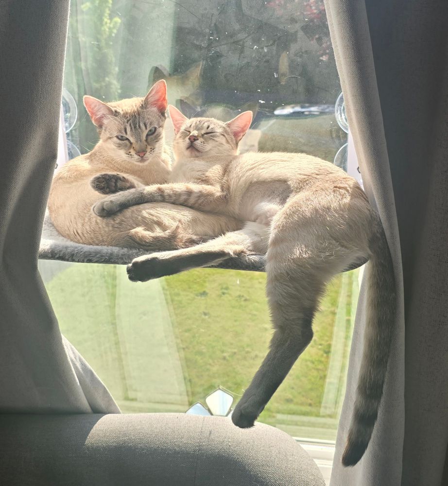 Two sleepy lynx point Siamese kittens cuddling on a sunny window perch.