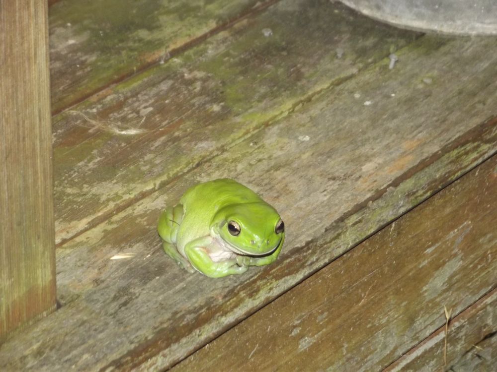 An Australian green tree fog squatting on a wooden verandah. The frog is a pale leaf green on its back. Its belly and throat are a titanium white colour. 