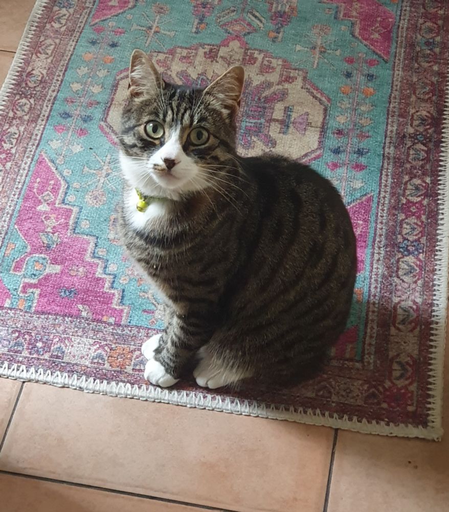 A random cat is sitting on my kitchen rug looking at me