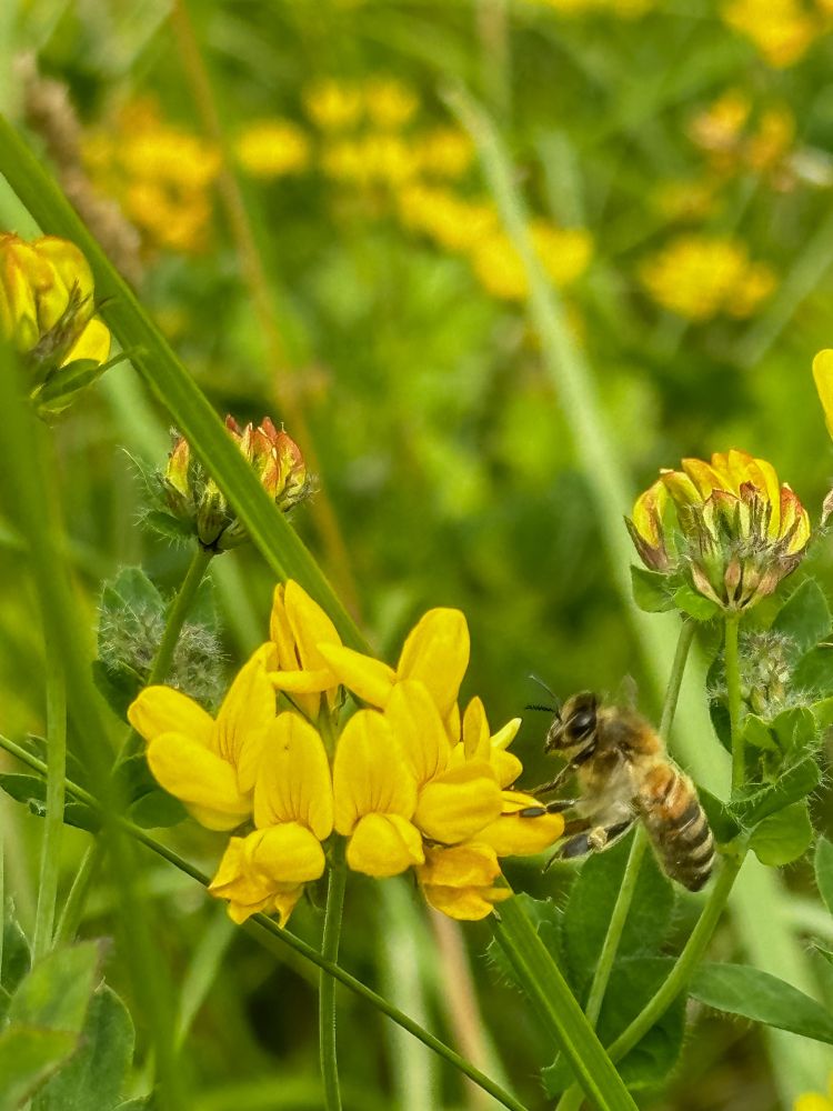 A honeybee coming into land on yellow Birdsfoot trefoil. 