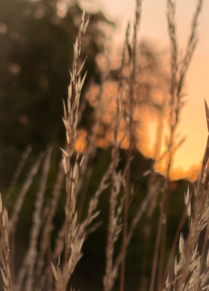 A golden sunset through the sheafs of long grass.