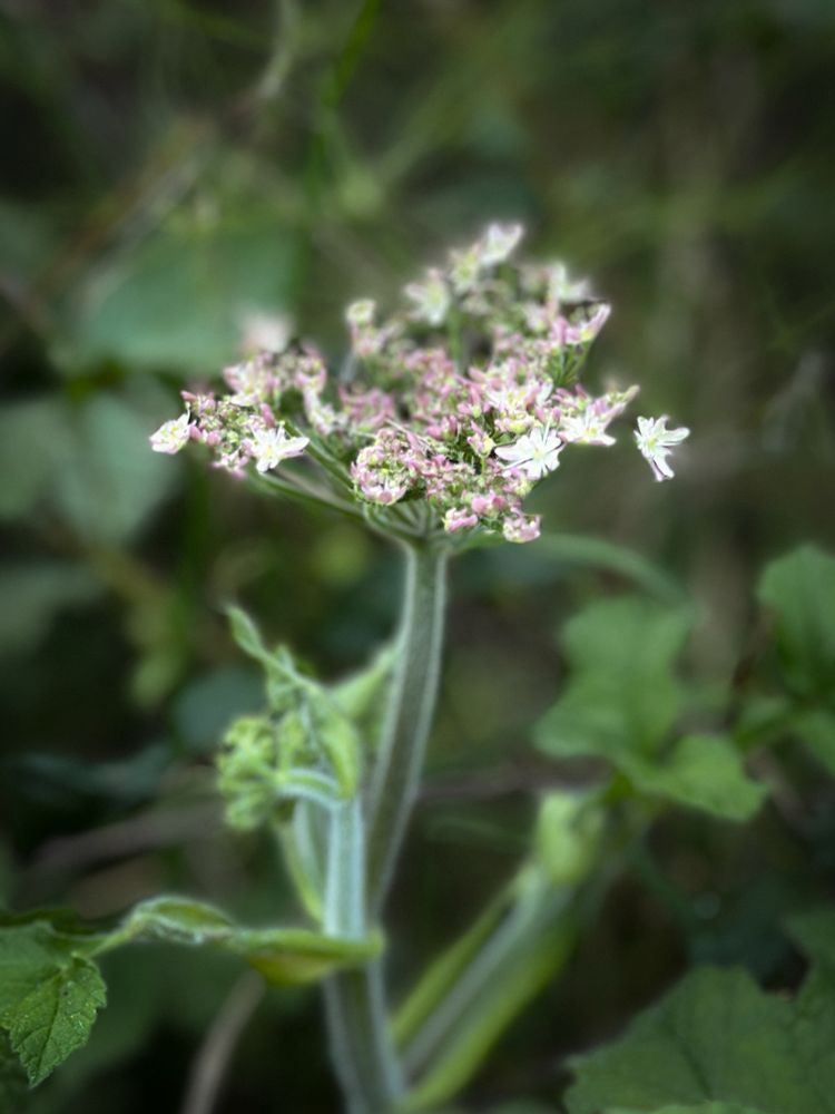 An image of a hogweed, small white flowers with hints of pink.