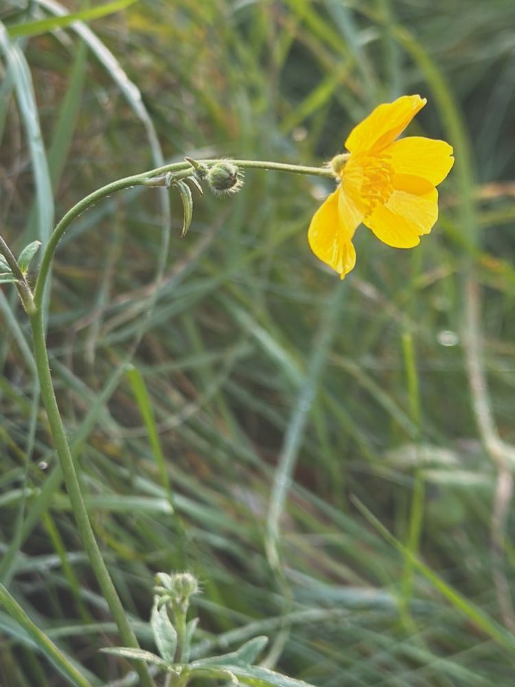 A yellow buttercup catching the light in a mass of green grass.