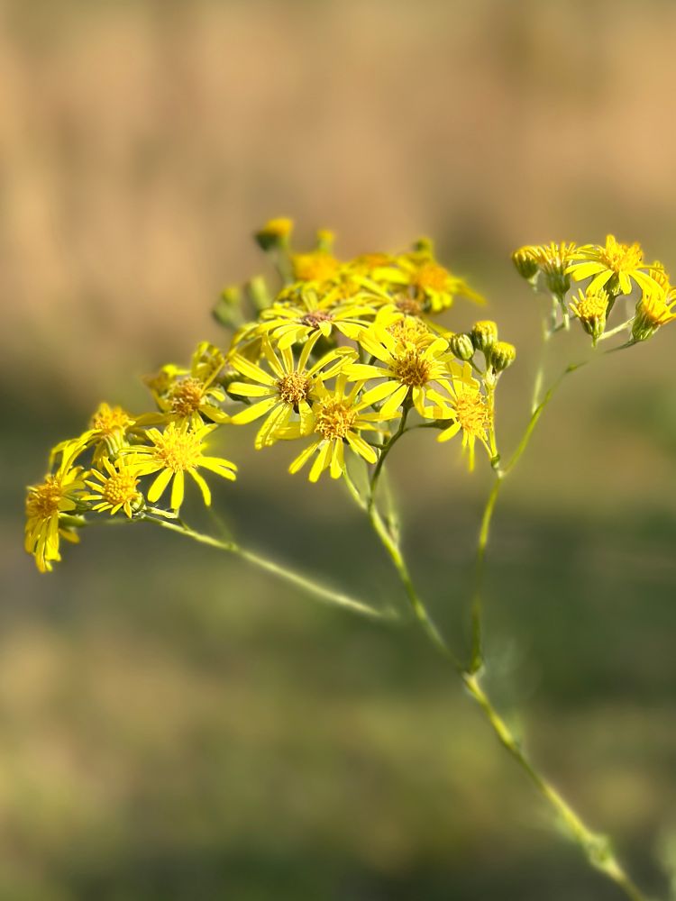The common Ragwort, yellow with daisy shaped flowers with thin petals.