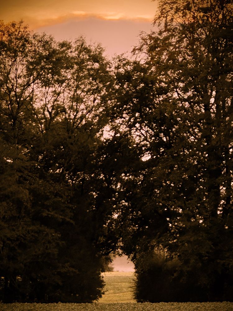 A sunrise through a path though trees.  