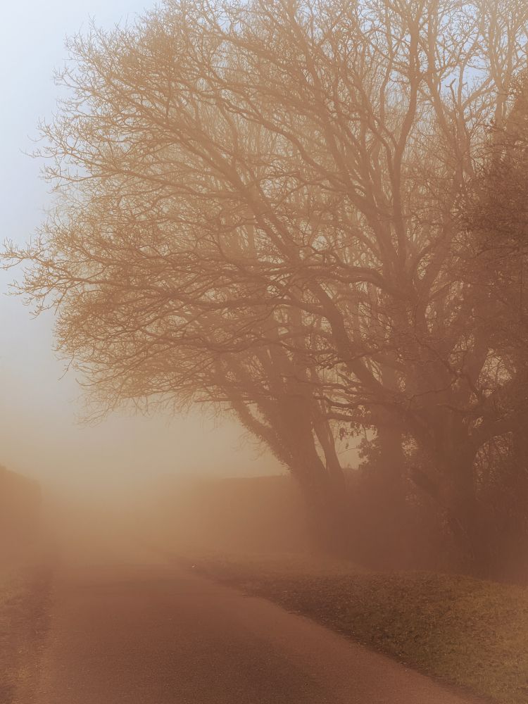 The capture is of a tree lined lane in the fog. The sun above casts a curious orange hue.
