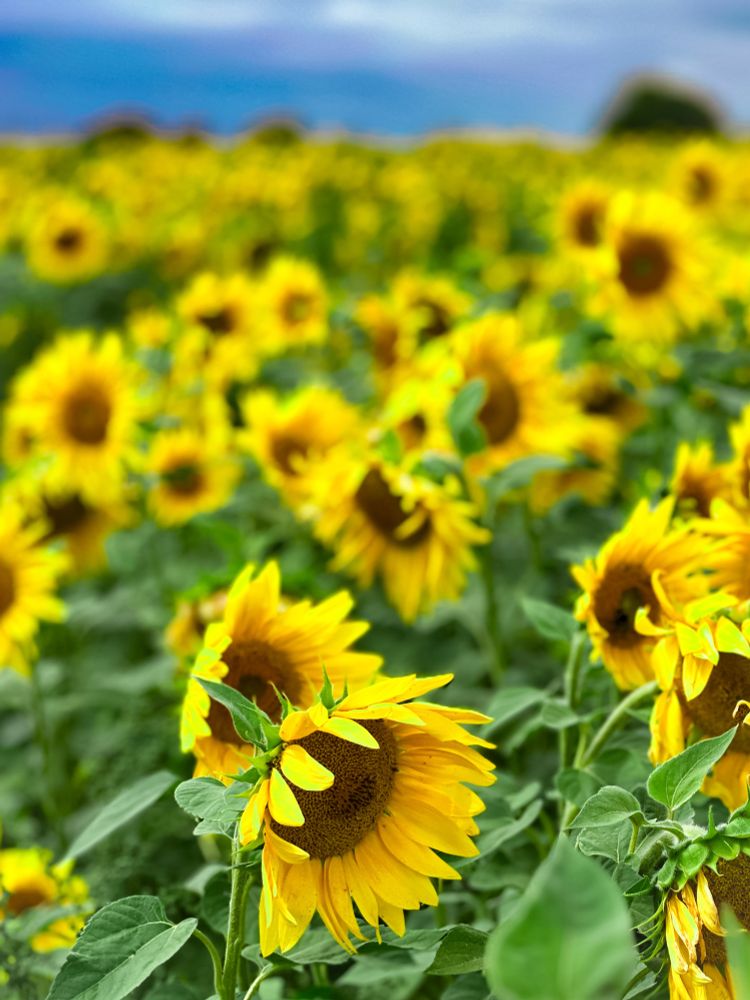 A field of sunflowers yesterday, golden yellow as far as the eye can see.