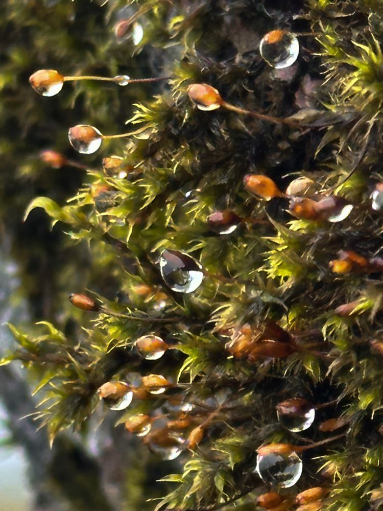 Rain droplets suspended on green feathery moss, each a microcosm within itself.