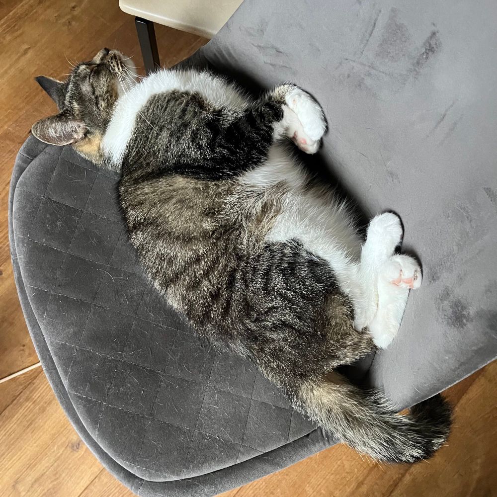 A cat with a white belly and brown/black striped back sleeping on his back on a grey cloth dining room chair. 