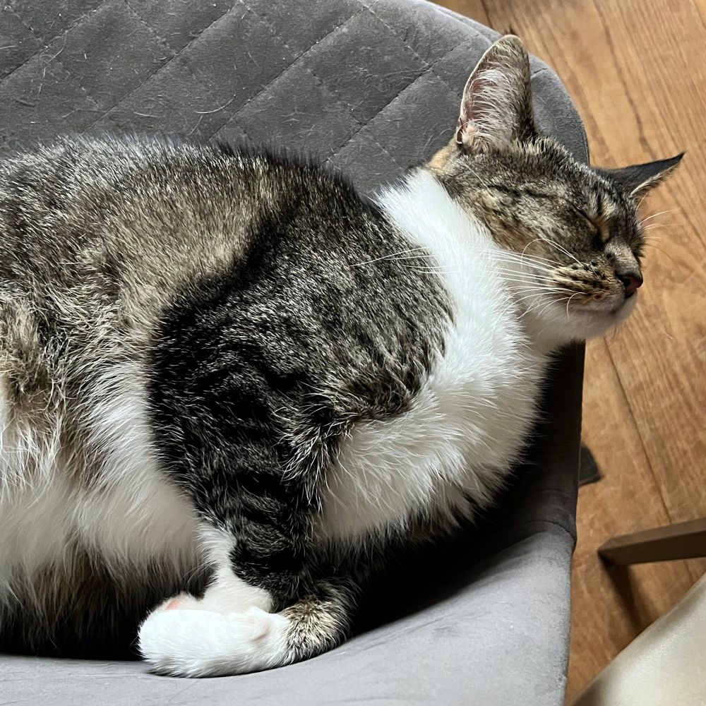 A closeup of a cat with a white belly and brown/black striped back sleeping on his back on a grey cloth dining room chair. His front paws are curled over each other like a proper gentleman and his magnificent white chest fluff is puffed out prominently. His face has an expression of total relaxation.  