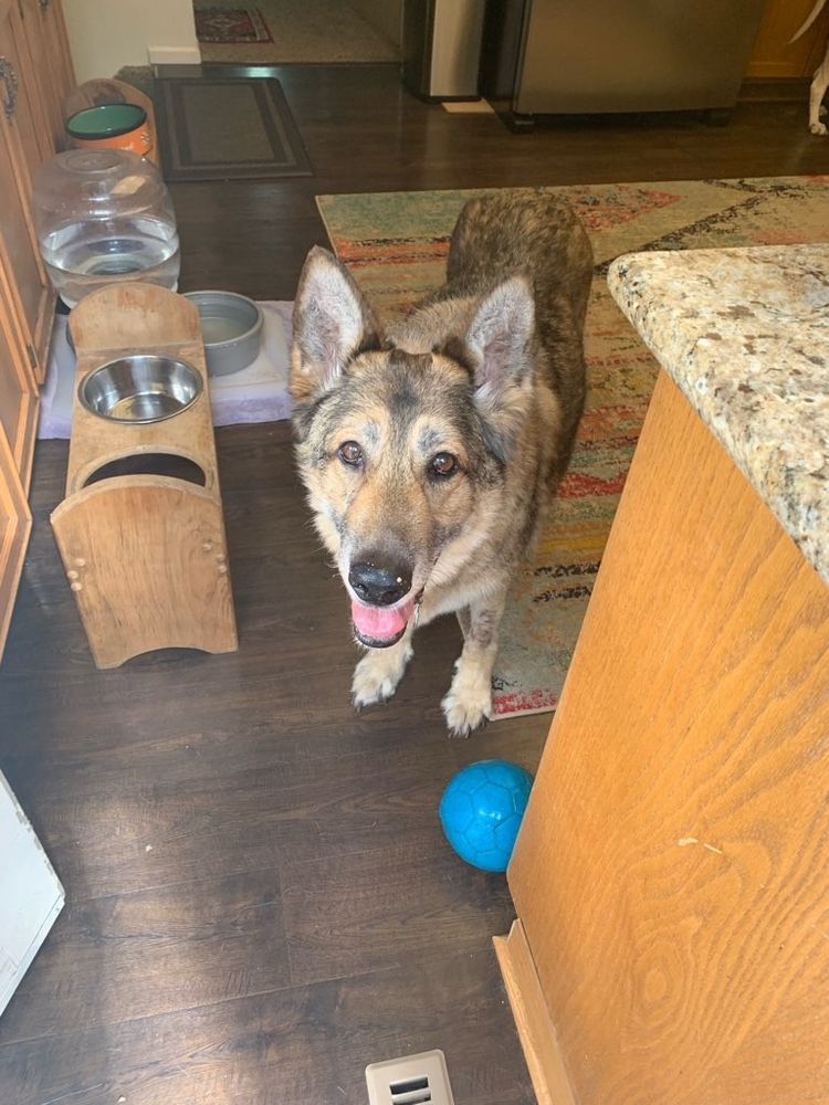 Sable German Shepherd Dog standing in kitchen near counter with small blue ball nearby. 