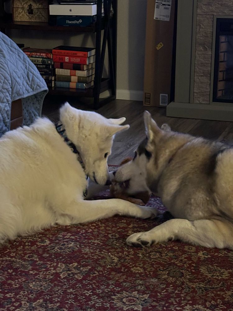 Scene 3: large husky boi making his move to snatch stuffie from Sister husky while she stares hard at him. Their noses are about 1” apart. 