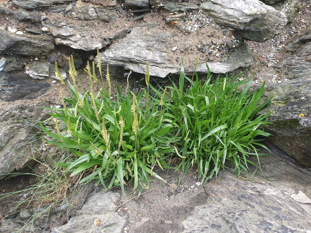 Sea Plantain, Plantago maritima L.