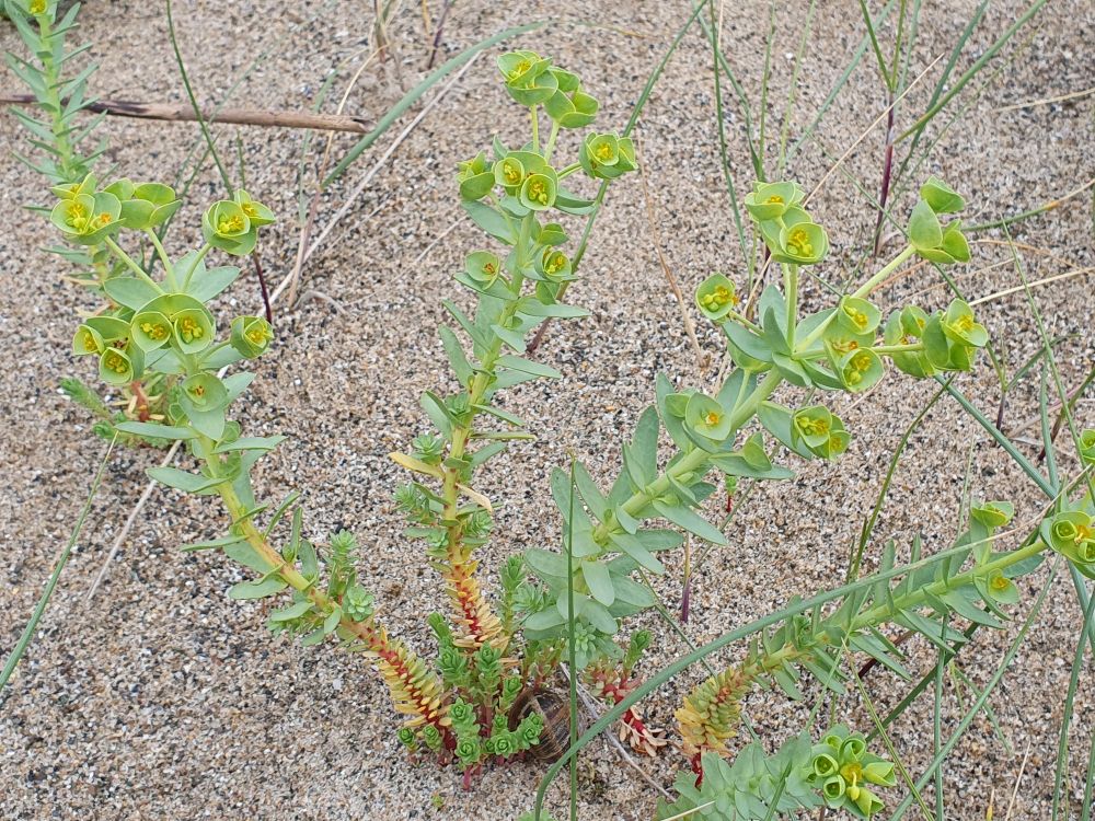 Sea Spurge, Euphorbia paralias L.
