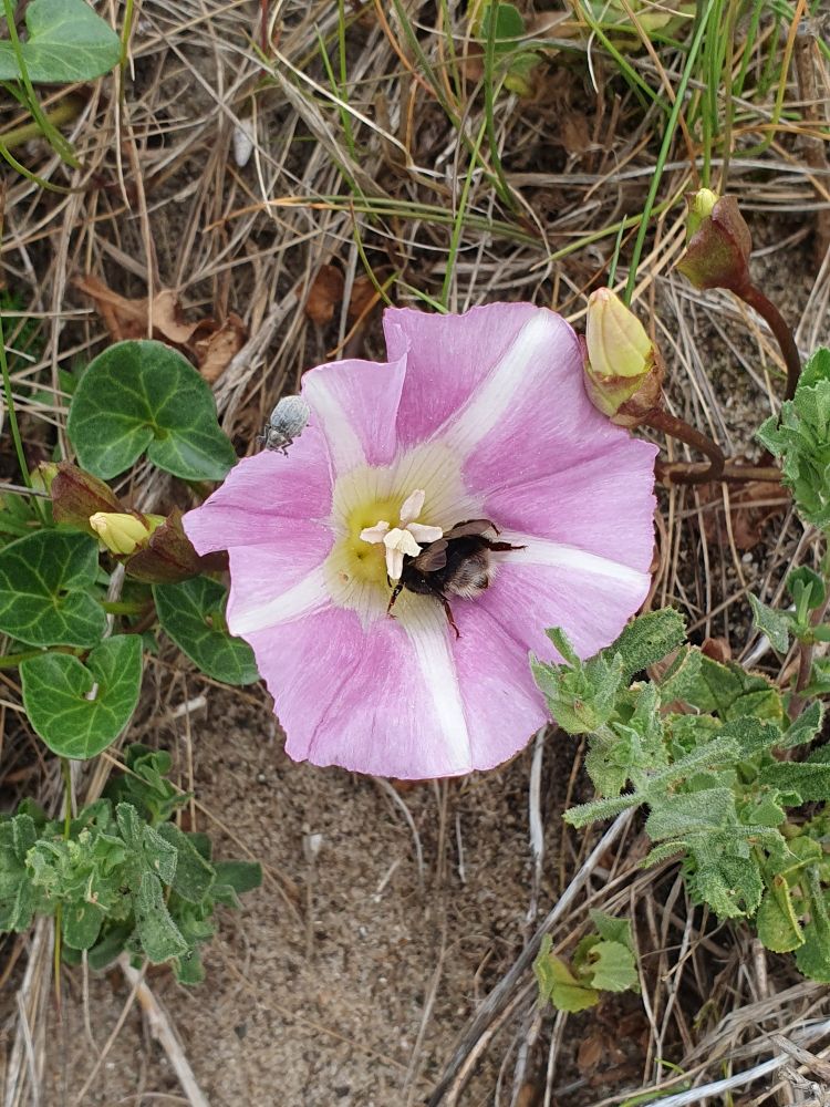 Sea Bindweed, Calystegia soldanella
(L.) R.Br. ex Roem. & Schult.