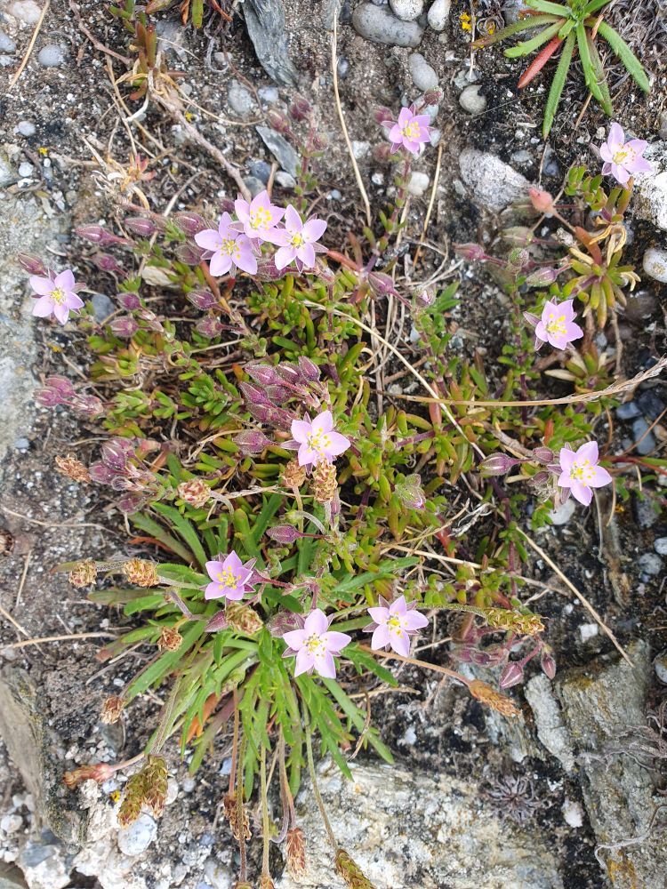 Rock Sand Spurrey, Spergularia rupicola
Lebel