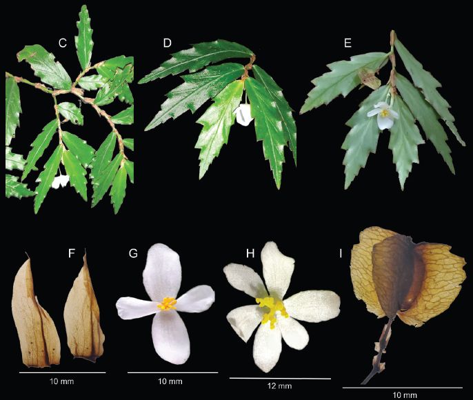 Figure 2. Morphological aspects of Begonia chucantiensis sp. nov. A plant habit B fertile branches C detail of fertile branch D leaves viewed from the adaxial side and staminate flower E leaves viewed from the abaxial side, staminate flower and fruit F stipules G front view of staminate flower H pistillate flower I lateral view of the fruit. Images A, B, D, E C. Mitre-Ramos. C, F, I L. Guillén. G, H J.L. Guerra.
