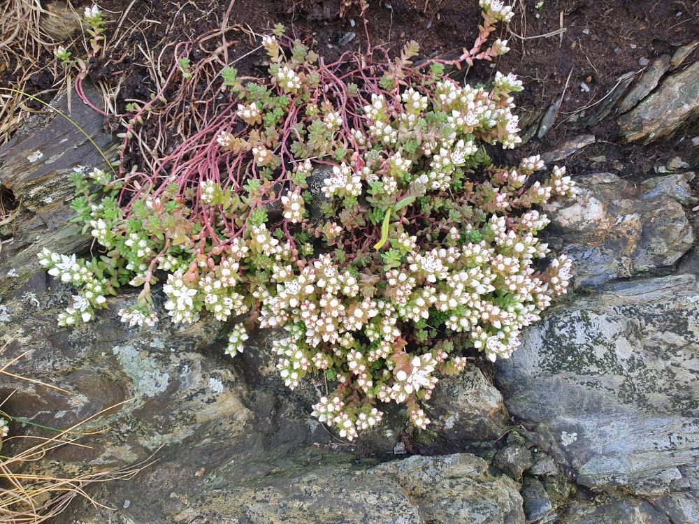 English Stonecrop, Sedum anglicum
Huds.