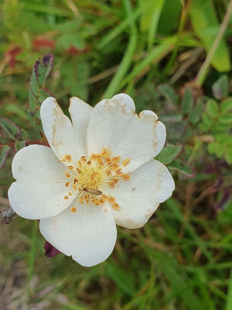 Scotch Rosa, Rosa spinossisima L.