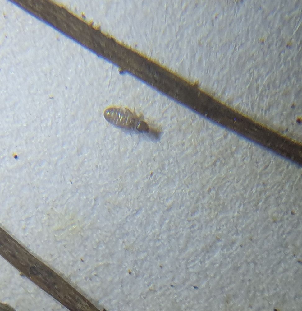 Potential thrip on a specimen in TCD herbarium