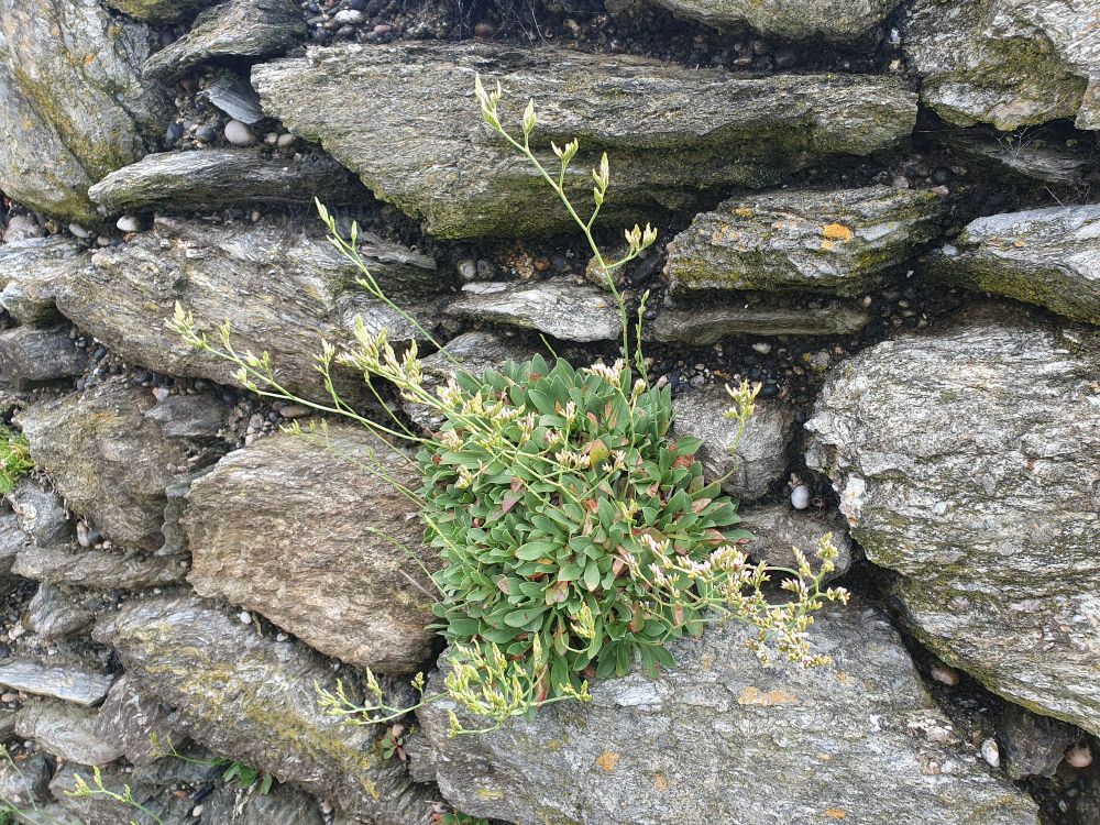 Rock Sea Lavender, Limonium binervosum
(G.E.Sm.) C.E.Salmon