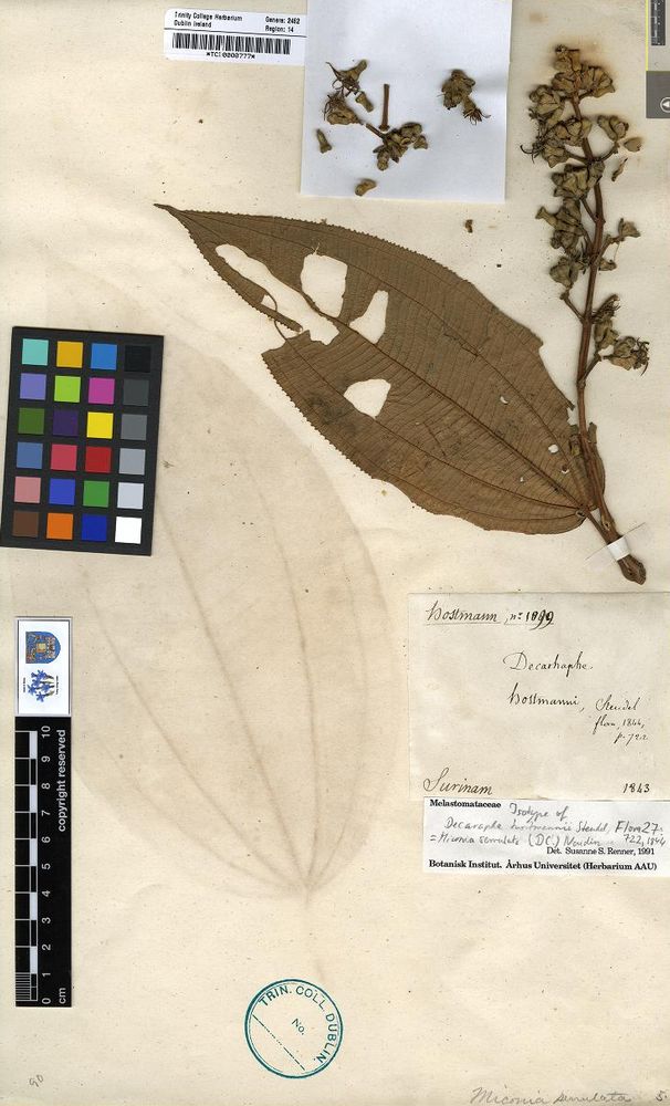 A herbarium specimen in Trinity College Dublin, clearly showing the "ghost" of a leaf of a Melastomataceae