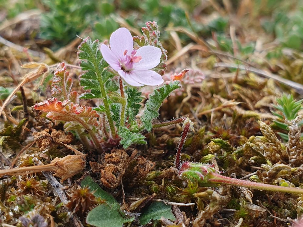 Sticky Stork's Bill, Erodium lebelii Jord.