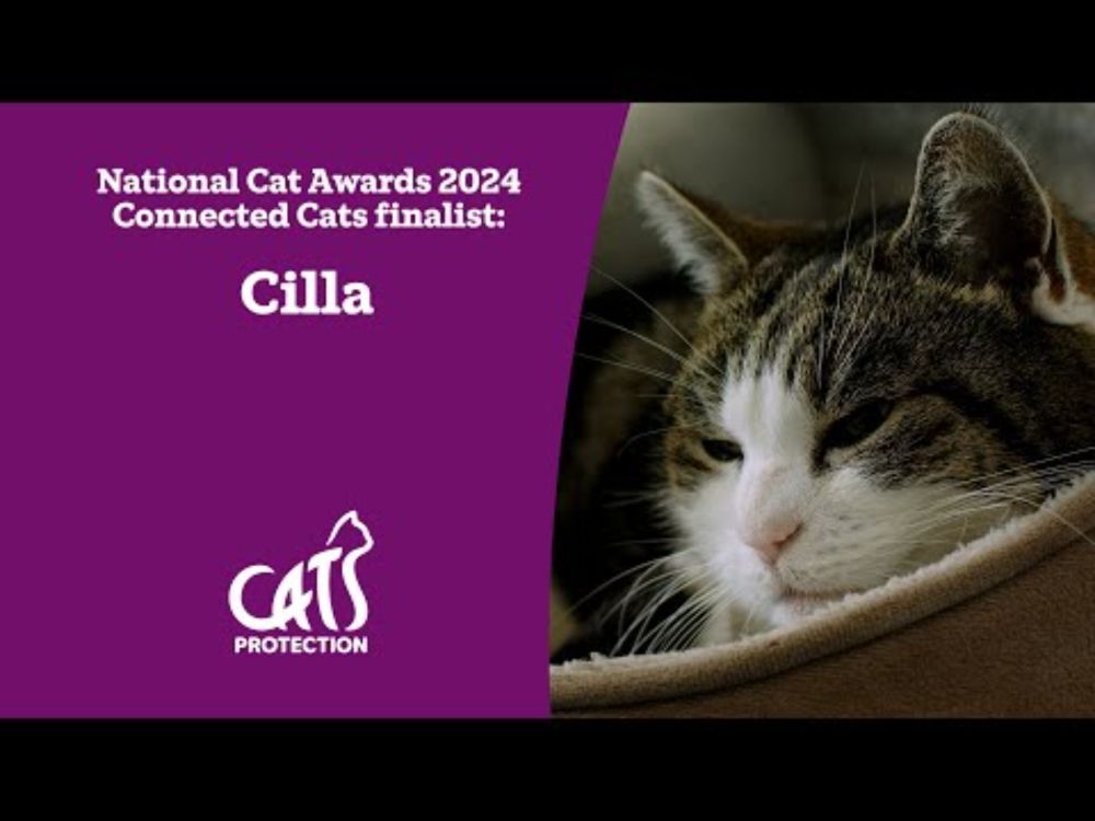 Cilla | The cat who lives at a school | National Cat Awards 2024