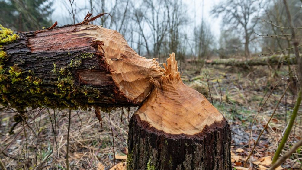 Streit um neues Waldgesetz