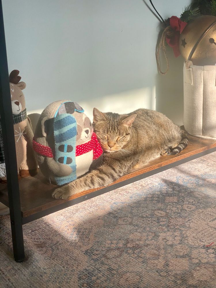 A tabby cat laying on a shelf basking in the sun. His eyes are closed and he is snuggled up to a decorative critter.