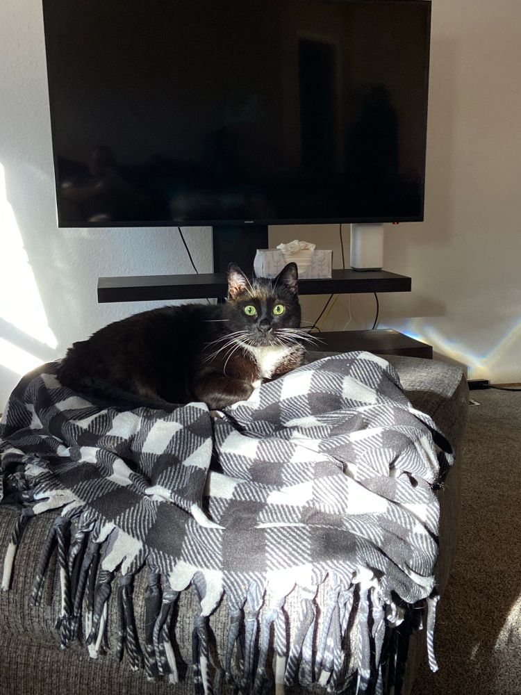 Tuxedo black and white female car. On top of ottoman with. Black and white checkered tie knot blanket. 