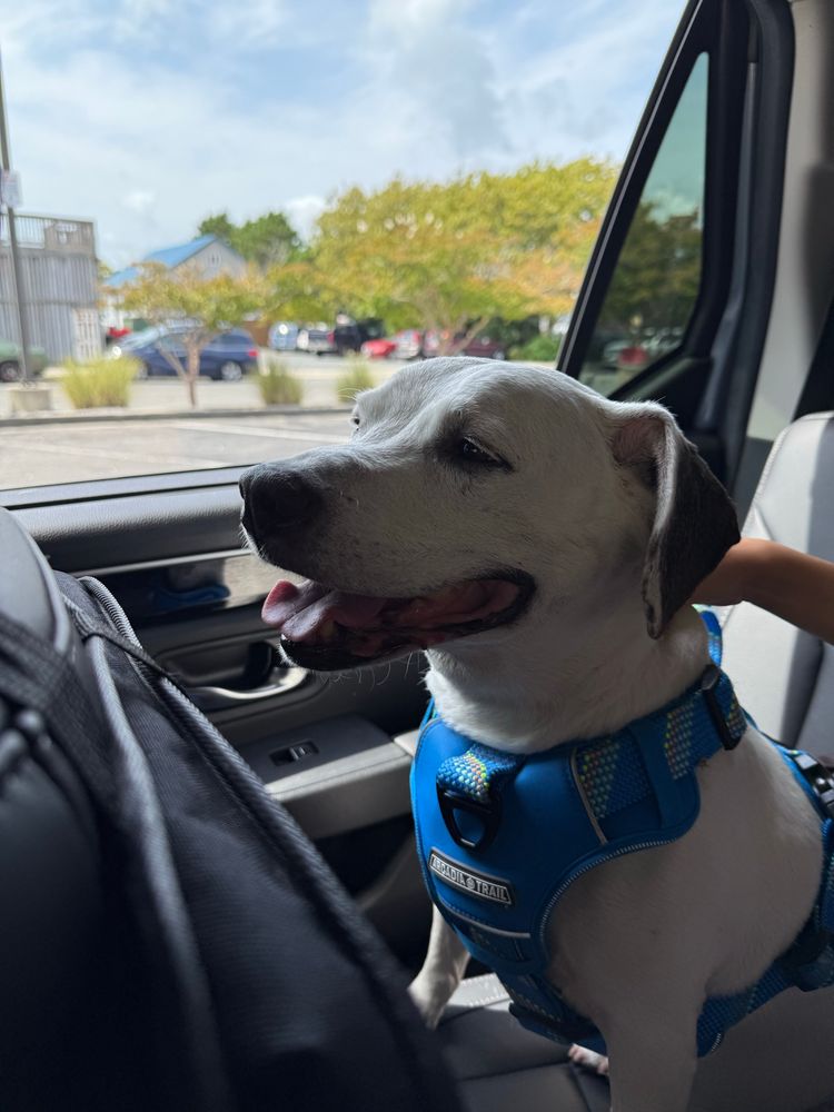 a dog in his harness buckled in waiting to get home