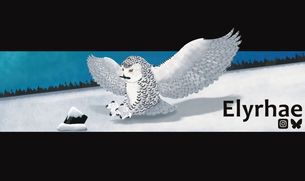 Snowy Owl flying towards snow covered drawing tablet.