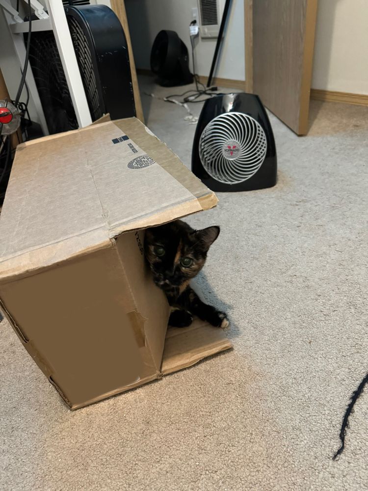 A Tortoise shell colored cat, with big eyes, is poking her head of a long box that is on its side. The box is diagonally angled in front of a space heater, making it a toasty little spot to nap. 

Scattered on the floor is the cats favorite shoestring and ribbon