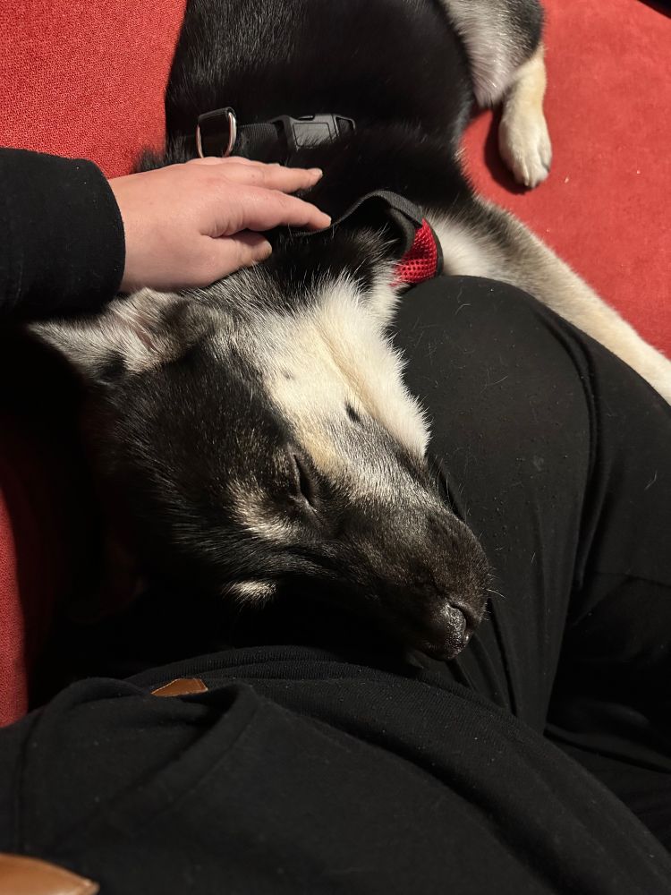 Schlafender Junghund der angelehnt an mein Bein schläft