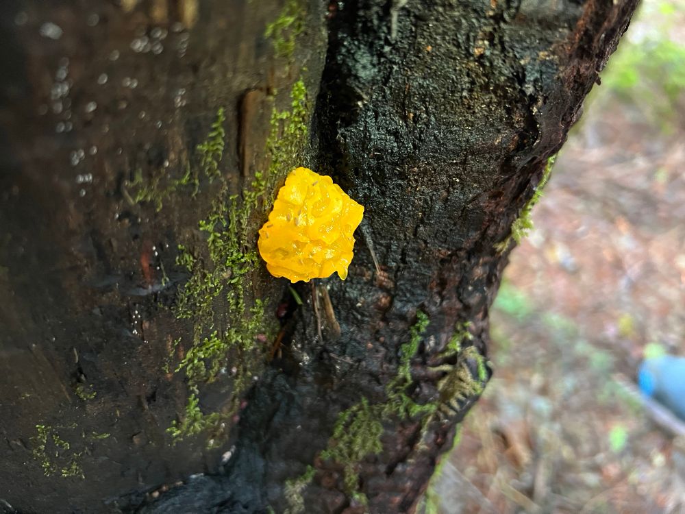 A bright yellow/orange fungus sits on a log. I believe it is a type of slime fungi. 
