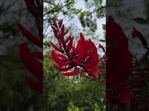 The beauty in nature