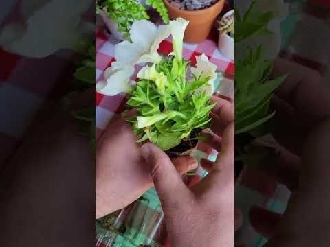 Planting my glow in the dark plants #petunia #glowing #indoorgarden #plants