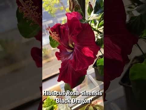 Hibiscus Black Dragon