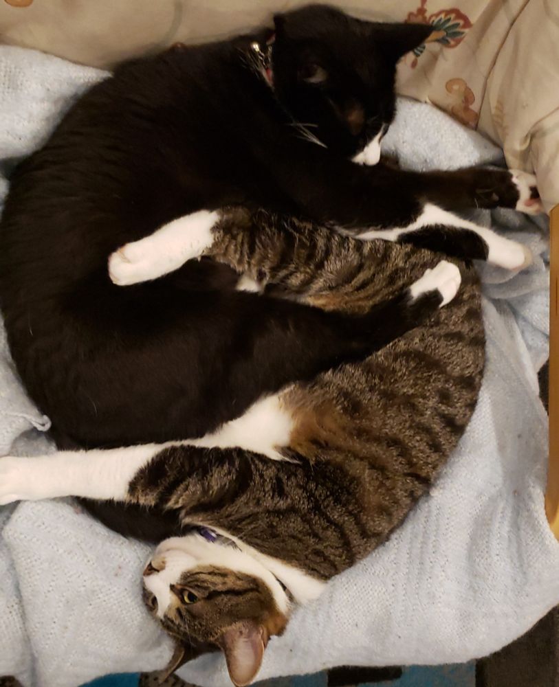 2 cats curled around each other 