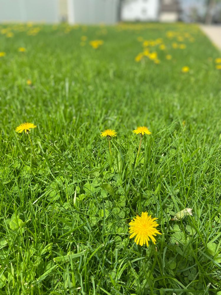 A photo of dandelions growing in a lawn on a sunny spring morning.