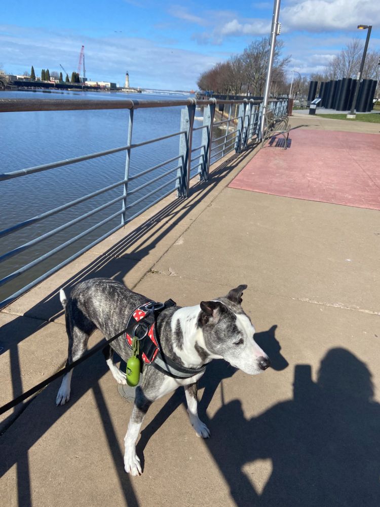 Stella at Canalside in Buffalo, NY