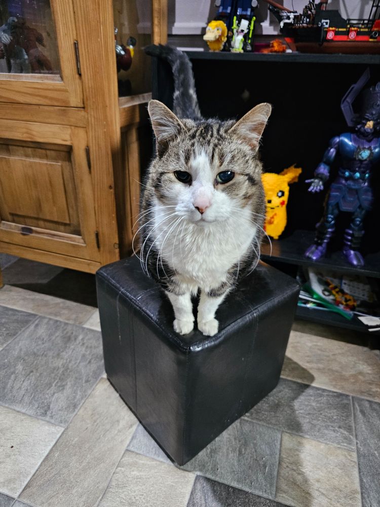 A beautiful white, Grey and black cat sits atop a foot rest.