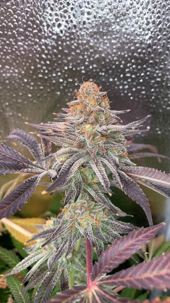 Dark Jesus cannabis breed by J2G Genetics