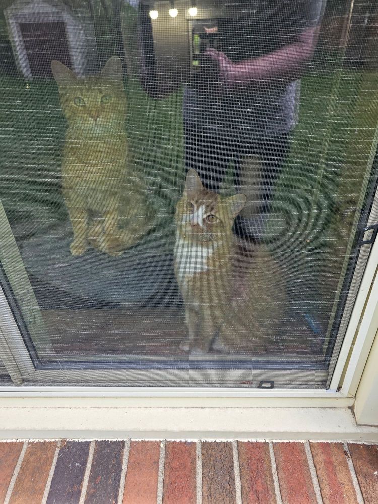 Two orange cats looking out a window