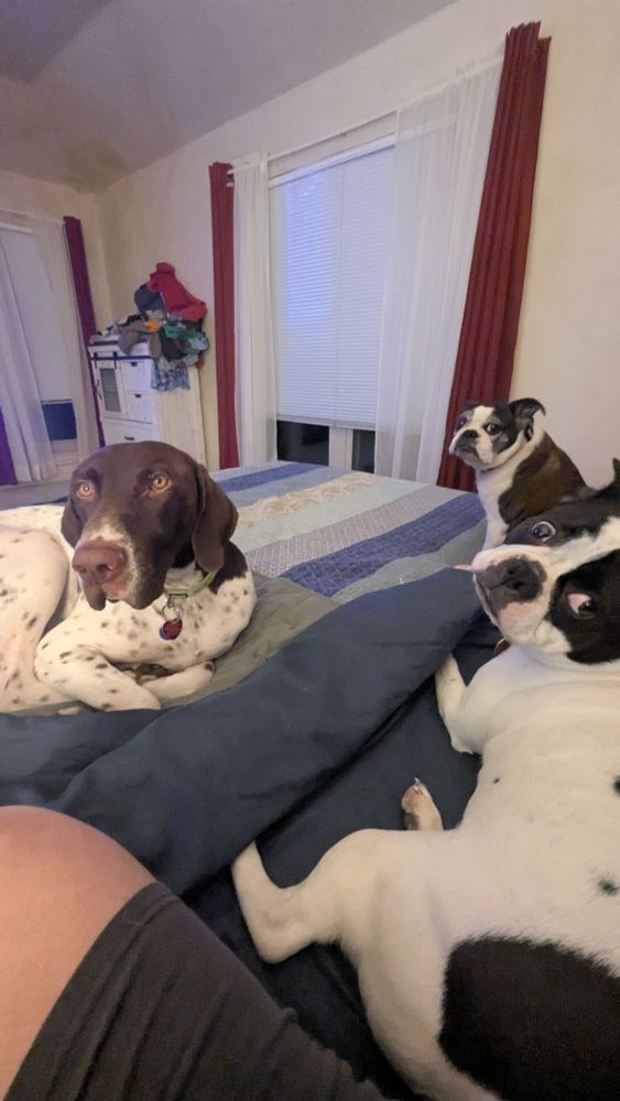 3 dogs on a bed facing the camera. German short haired pointer, English bulldog/ Boston terrier, frenchton